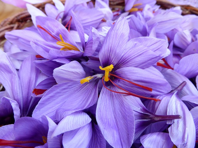 SAFFRON PISTILS