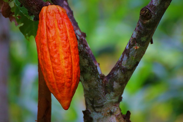 cacao pod