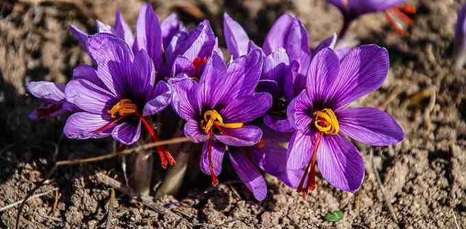 SAFFRON IN FIELD
