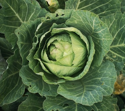 CABBAGE LEAVES