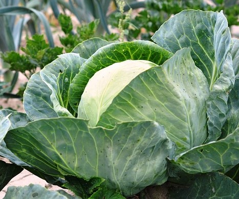 CABBAGE 