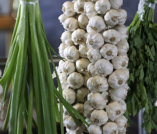 garlic 