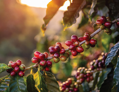 COFFEE BEANS