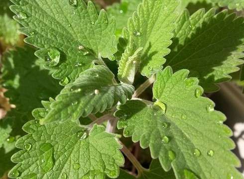 NEPETA CATARIA CITRIODORA