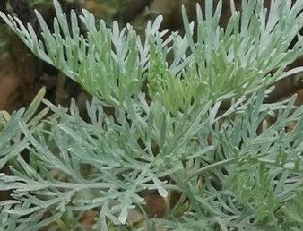 ARTEMISIA ABSINTHIUM WORMWWOD OR CHEBA , SHEBA