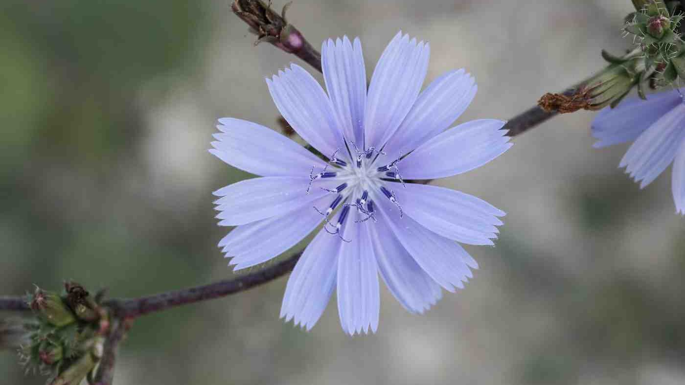 CHICORY COFFEE