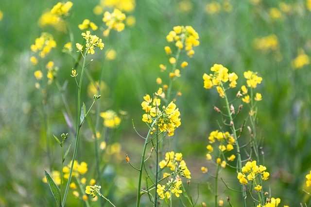 MUSTARD FLOWERS