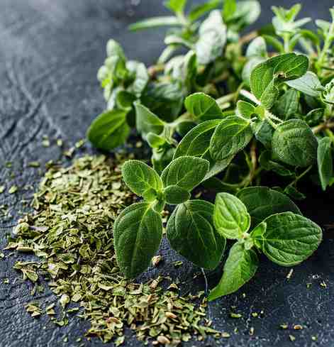 DRIED AND FRESH OREGANO