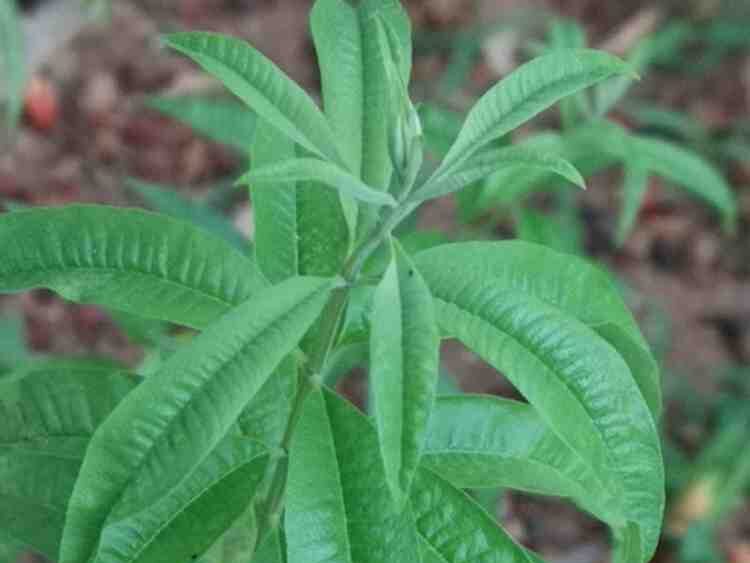 LEMON VERBENA