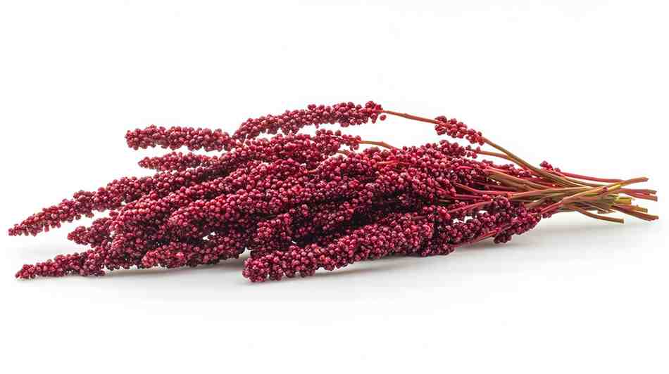 SUMAC